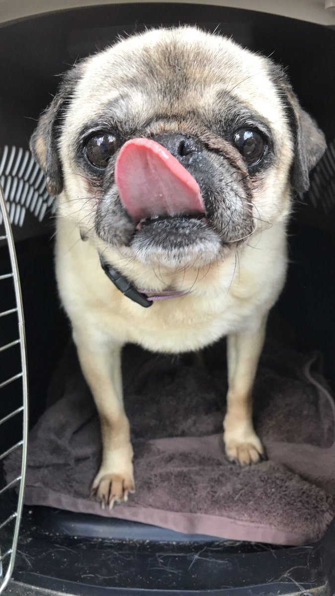 Meet Sassy, our latest rescue girl. She’s 10 years old and sweet as can be. ❤️ She’s got quite a cough so we took her to the vet for some medication and hopefully she’ll feel better in a few days.