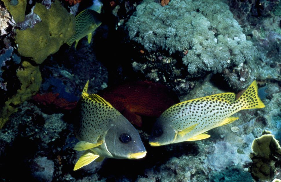 Lecocq_dom's tweet photo. Young #fish can't find their way to the Great Barrier Reef because it is "too quiet..." Australia is investing $377 mln to #BringInTheNoise https://t.co/Cw1LUlw7VG https://t.co/7ZlEMCHv99