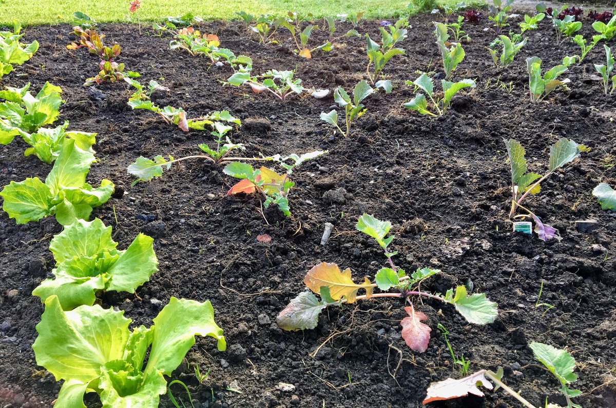 MeAndMyLottie's tweet photo. Brassicas and lettuce 😍 #growyourown #allotment https://t.co/NdIdW4zavJ