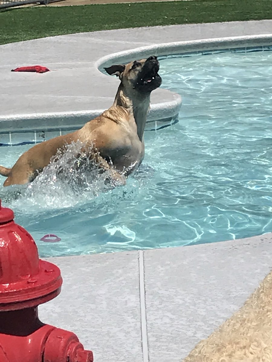 PPRJIA's tweet image. Blu is jumping into this week with a smile on his face!! #motivationalmonday #pprjia #paradise