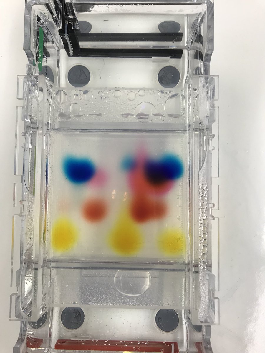 BradyScience8's tweet photo. Modeling electrophoresis with food coloring. @WSFCS_Science #WeDoScienceWell https://t.co/7D2wmK75uQ