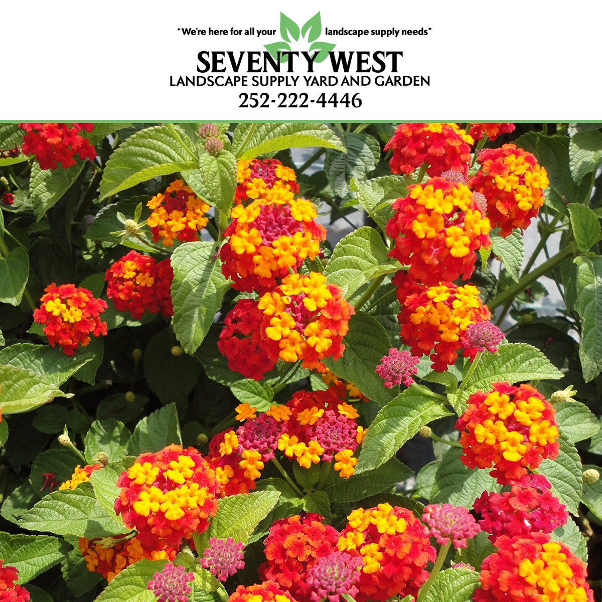 WestSeventy's tweet photo. If you are thinking about planting #flowers in your yard then be sure to visit #SeventyWest #LandscapeSupply. We have a beautiful range of #plants to suit every taste including wonderful Lantana Citrus Blend. We are located at 4540 Arendell Street, #MoreheadCity #NorthCarolina. https://t.co/WCgRwWWzfF