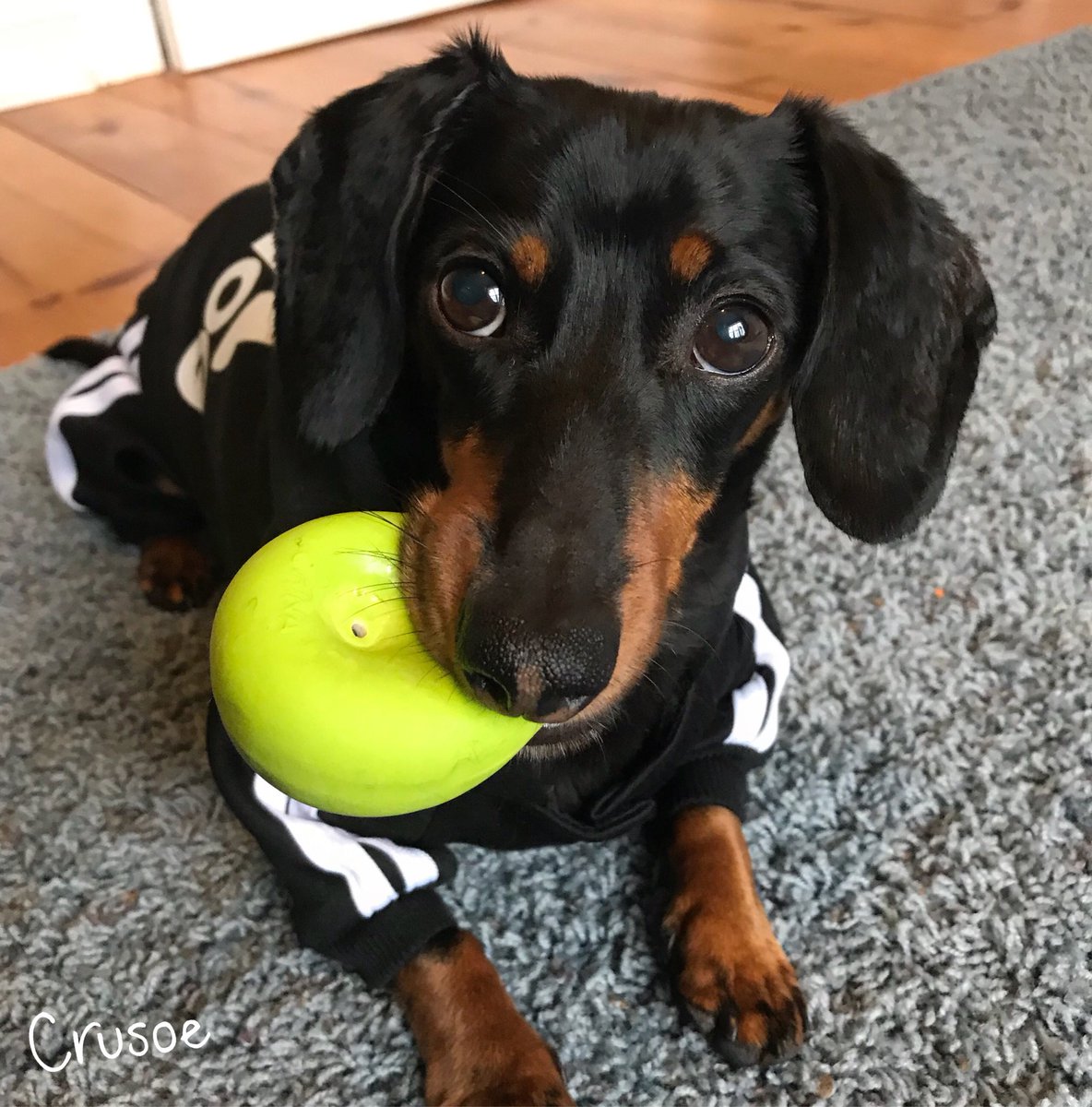 Celeb_Dachshund's tweet photo. I make ballin’ look easy 😎🏀🐕 https://t.co/jIQvfMlLZ5