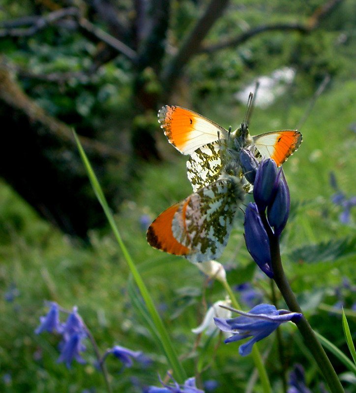 Briart2Lane's tweet image. A beautiful time with orange tips today..#orangetips #butterflies #edinburgh