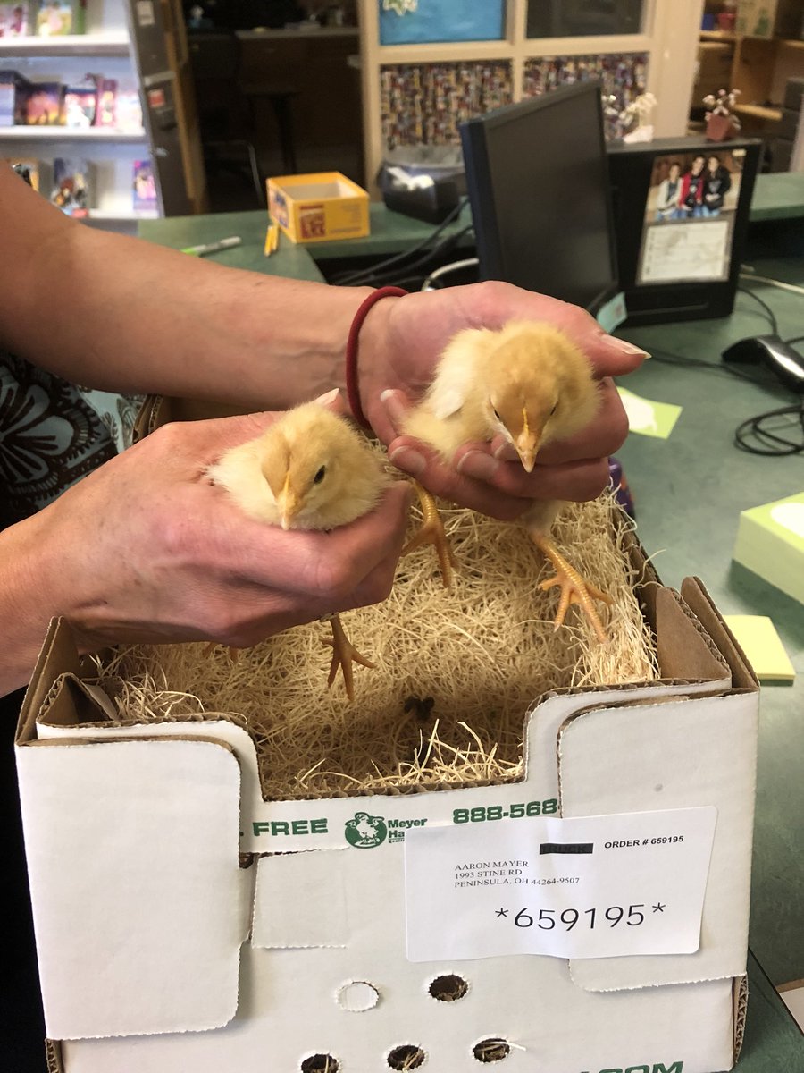 WoodridgeReads's tweet photo. Special guests at the #WISLibrary book fair. Thanks, Mrs. Mayer, for bringing them in to check out the BOGO sale! Be sure to stop by the fair this week. All items are Buy One Get One FREE! @wpslib is having their BOGO fair this week too! https://t.co/DRP5pr4cSe