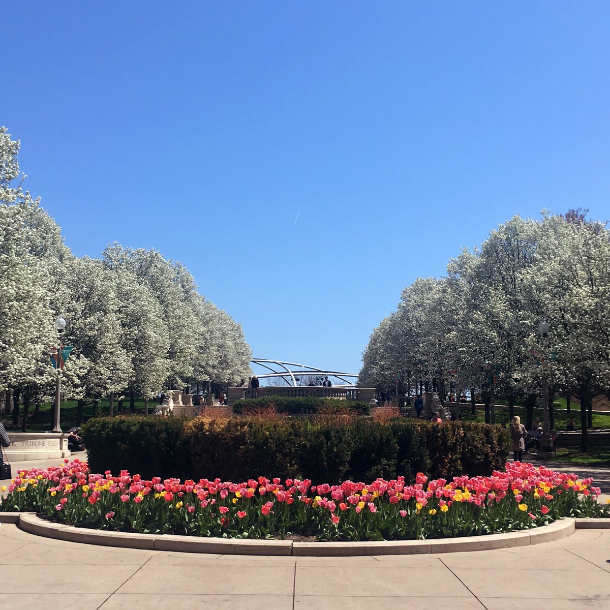 DePaulU's tweet image. Chicago in full bloom 
#springinchicago