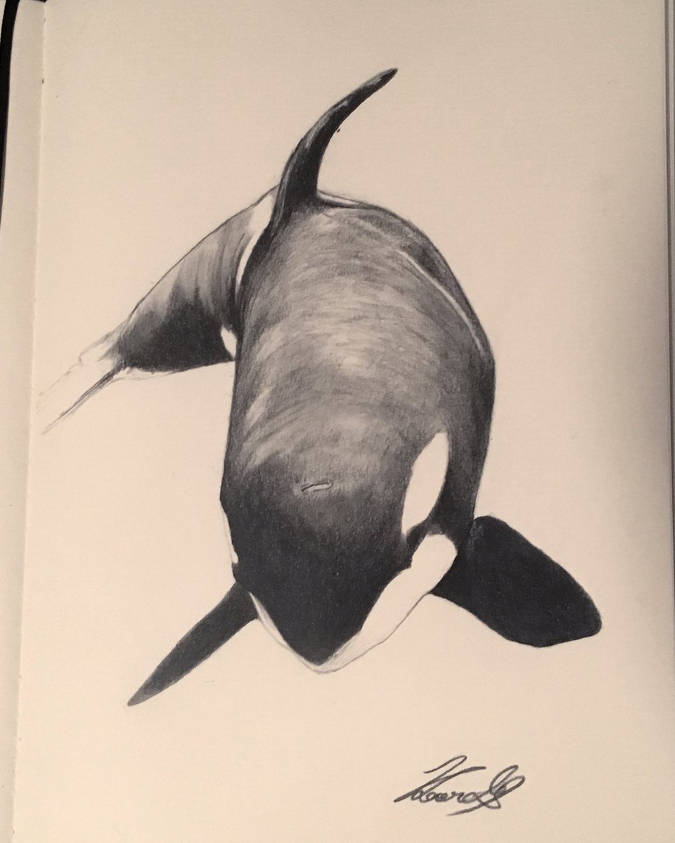 ラッセン直筆スケッチ　シャチ 公式】アクセサリーの激安通販 楽天市場】ラッセン シャチの通販 絵画