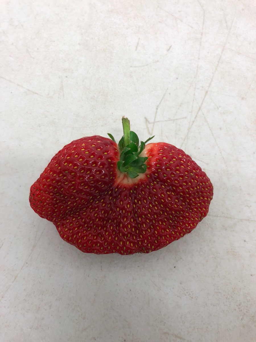 Weeredbarn's tweet photo. Still picking yummy strawberries, look at this  giant  We find https://t.co/wwWonXGrb4