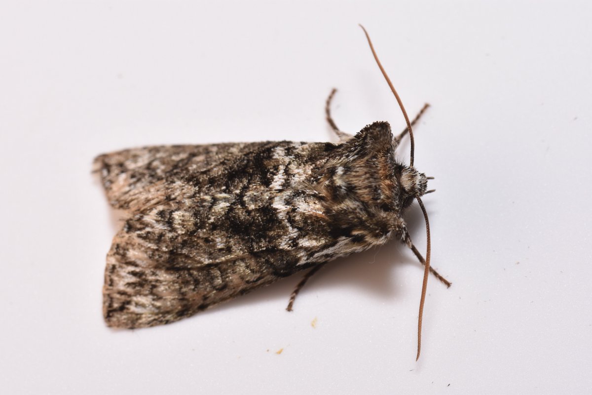 highjumpmark's tweet photo. Help please. I'm stuck identifying this moth. #teammoth @MothIDUK @BritishMoths @dgcountryside Warwickshire Garden trap https://t.co/X2y04ugfw3