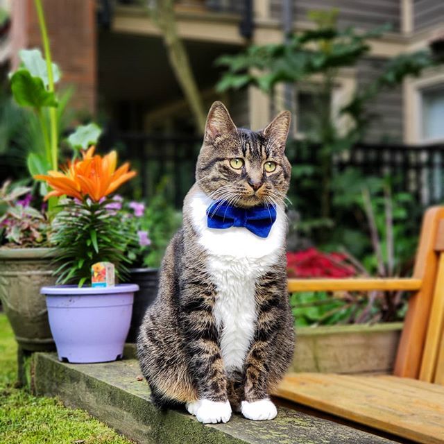 loganthemanx's tweet photo. Home now. Missing #grandpawrents and #qualicumbeach 😿
#madebycleo #loganthemanx #catbowtie #catinbowtie #gentcats #iloveflowers #꽃 #spring #봄 #adoptbcspca #bcspca #bcspcaalumni #adoptdontshop #manxcatsofinstagram #manxcatsrock #catloversclub #bestca… https://t.co/eyoruUKPpL https://t.co/3HkTQ5u5wX