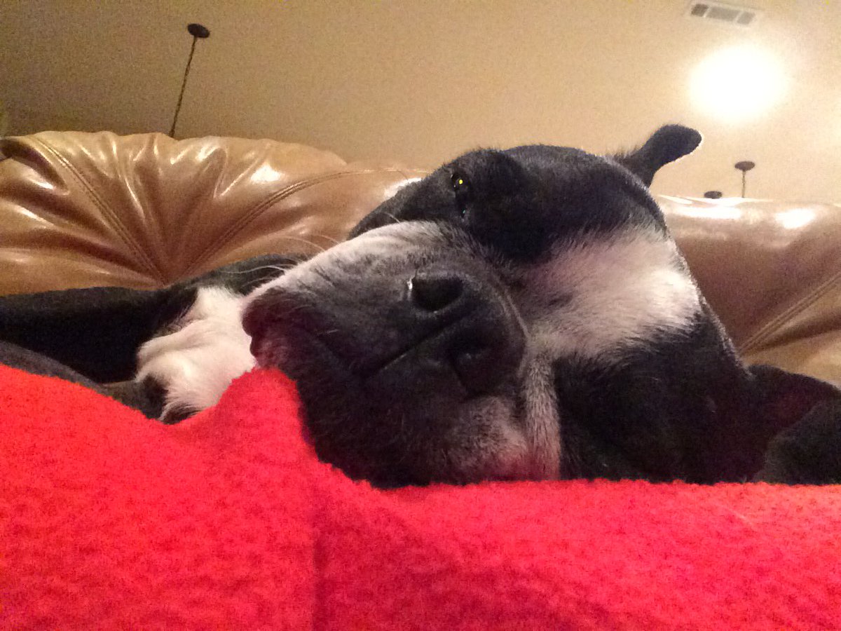 counselor4me's tweet photo. Close up #dizzytheboy https://t.co/gmhHXY6dvL