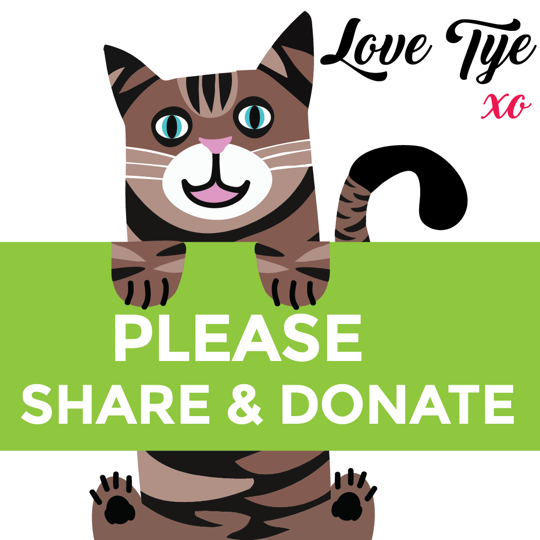 DearDiaries's tweet photo. We are only 700$ away from our #campaigns target goal, our cat tye had an unexpected #treatment and we started a go fund me to help the vet bill. Please share and #donate he's just an amazing #cat. xo Click to Donate:  https://t.co/TdQvxO0e2O via @gofundme https://t.co/sbZCdzZYPO