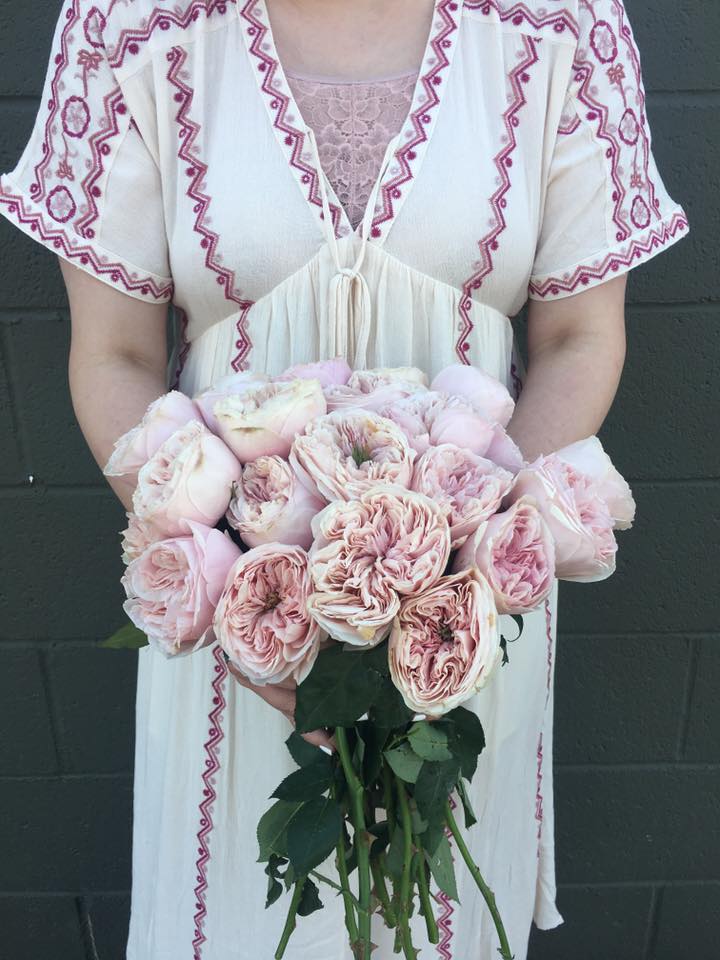 We❤️❤️❤️ these Senlitsu garden roses.