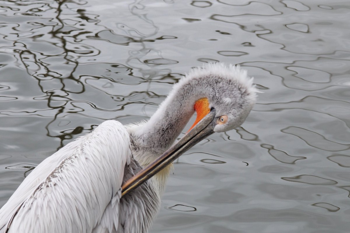 Como se acicala el pajarito!