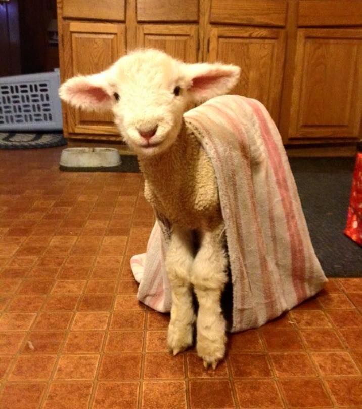 TheHumaneLeague's tweet photo. ATTENTION: LAMB IN A TOWEL. WE REPEAT, LAMB IN A TOWEL 😍 https://t.co/GOxgpjs7iL