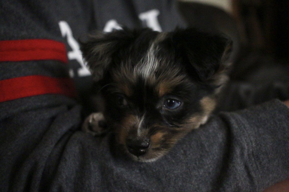Winston ‘Winnie’ Miller is the newest addition to the Deke Family. His first order of business as Deke Spokesdog, he wishes you all good luck on finals and a relaxing summer! 

Winston is a Mini-Aussiedoodle being raised by Rachel Riley and Brother Jacob Lawson.