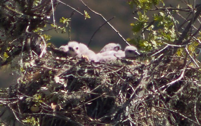 RT @MartianWines
Our red tail hawk family is growing!👽🍇🍷#biodynamicfarming #redtailhawks  #birdsofprey  #Martianvineyard #SantaYnez #Wine

buff.ly/2FTwsx5