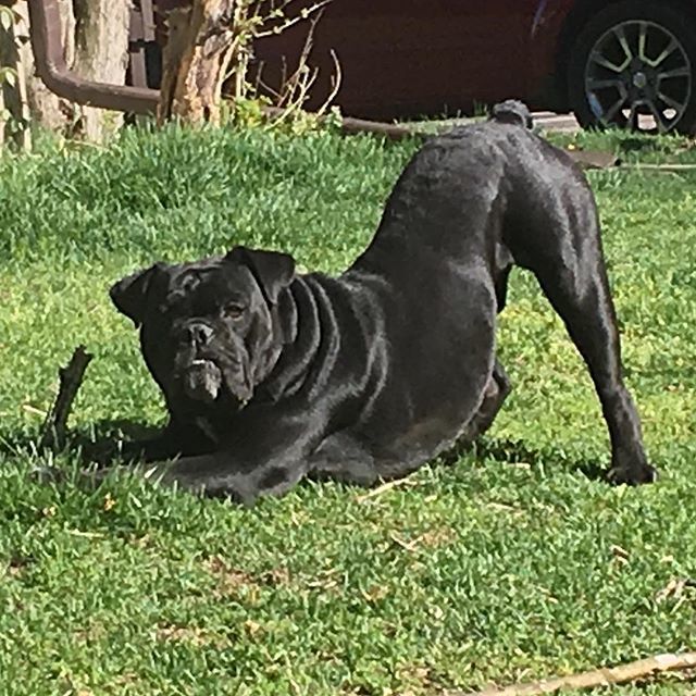 sirtnksalot's tweet photo. Chewing sticks when I find them because I’m a dog.
#chewingsticks #chew #oeb #playstance #sirtanksalot #dogo #doggo #bully #mastiff #nub #snaggletooth #lookingfornewfriends https://t.co/LSj9xkig1p