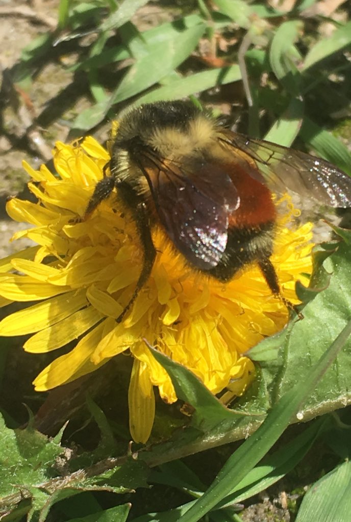 artbybiancaa's tweet photo. Up close and personal with a huge orange-belted bumble bee!! ๐๐๐
#springphoto #bumblebee #insectupclose #pollinators #bees #beepics #nonfilterd #naturalphoto #rockcreek #springishere #orangebee https://t.co/5M5NYzEktI