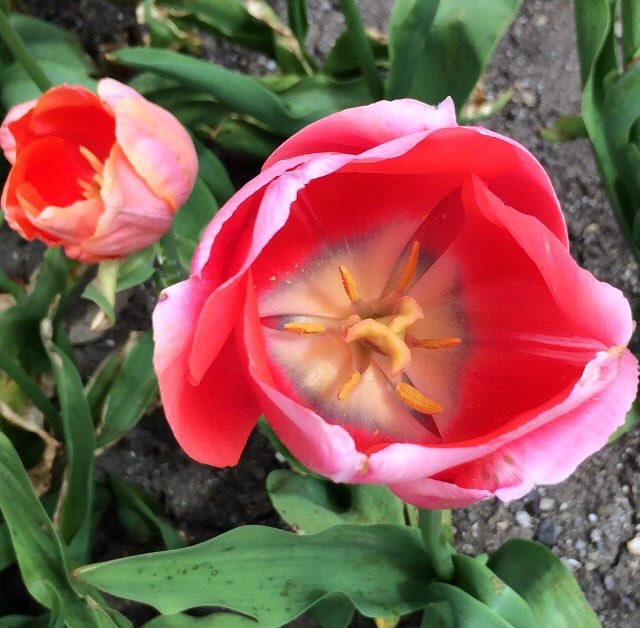 Viv_Gleeson's tweet photo. Beautiful tulips in the National Botanic Gardens #Dublin #Ireland #summer https://t.co/mpWKWtDCL2