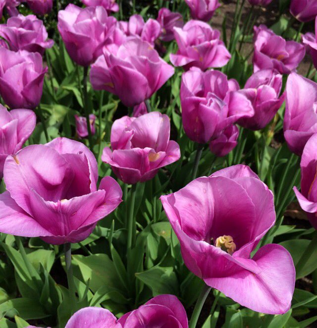 Viv_Gleeson's tweet photo. Beautiful tulips in the National Botanic Gardens #Dublin #Ireland #summer https://t.co/mpWKWtDCL2