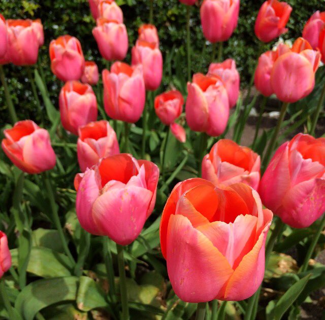 Viv_Gleeson's tweet photo. Beautiful tulips in the National Botanic Gardens #Dublin #Ireland #summer https://t.co/mpWKWtDCL2