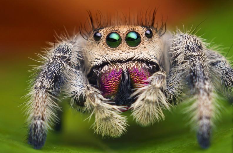 muyinteresante's tweet photo. Descubren una #araña saltadora en el oído de una mujer 😱😱 https://t.co/oEeD42CsxD https://t.co/9jdSVWuvce