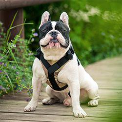 custom_frenchie's tweet photo. Frenchie Y-Shaped Harness!
Available in a variety of colors and patterns!!
Click the link below:
https://t.co/8XraXJGHGG
#frenchie #frenchbulldog #customfrenchie https://t.co/ijHSlCKKWP