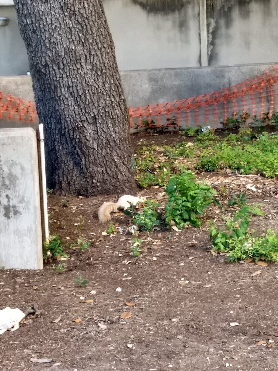apoorva_tk's tweet photo. Hiiii AlbinoSquirrel! :)
#UTAlbinoSquirrel
#UTAustin https://t.co/peGVx47Kc4