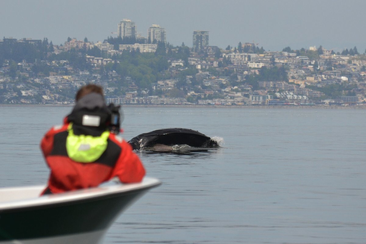 White Rock BIA (@whiterock_bia) on Twitter photo #WhiteRock Sea tours has been busy spotting humpback whales & killer whales not too far from our shores!
📸 <a href="/aaron_hinks/">Aaron Hinks</a>
Hop aboard their boat at the end of the pier for a truly memorable experience - reserve your space by texting: 604-868-1755! #explorebc #whalewatching #pnwbc #WhiteRock Sea tours has been busy spotting humpback whales & killer whales not too far from our shores!
📸 <a href="/aaron_hinks/">Aaron Hinks</a>
Hop aboard their boat at the end of the pier for a truly memorable experience - reserve your space by texting: 604-868-1755! #explorebc #whalewatching #pnwbc