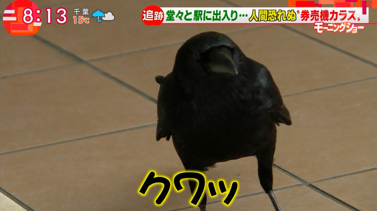 動画 券売機カラス 捕獲される 法的にアウト Togetter