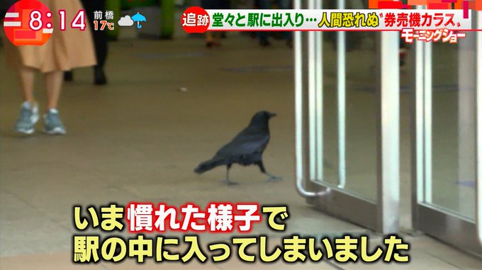 錦糸町の券売機カラスが可愛すぎる 保護され人に飼われてた可能性も かわいい 見るために錦糸町行く まとめダネ 錦糸町の券売機カラスが可愛すぎる 保護され人に飼われてた可能性も かわいい 見るために錦糸町行く まとめダネ