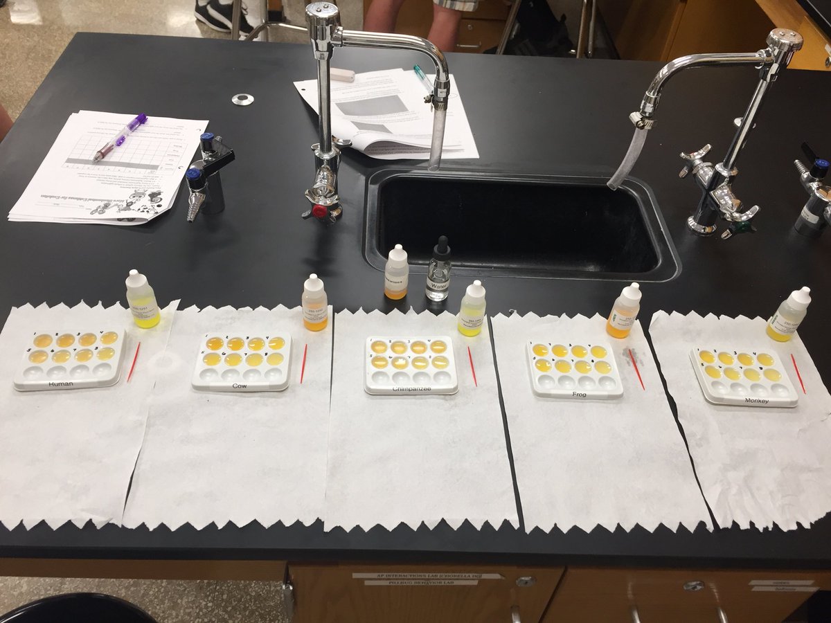 OkladekBIO's tweet image. Honors Bio Ss analyzing simulated blood proteins for biochemical relatedness... #phylogenetics #evolution #biochemicalanalysis @WHRHighSchool
