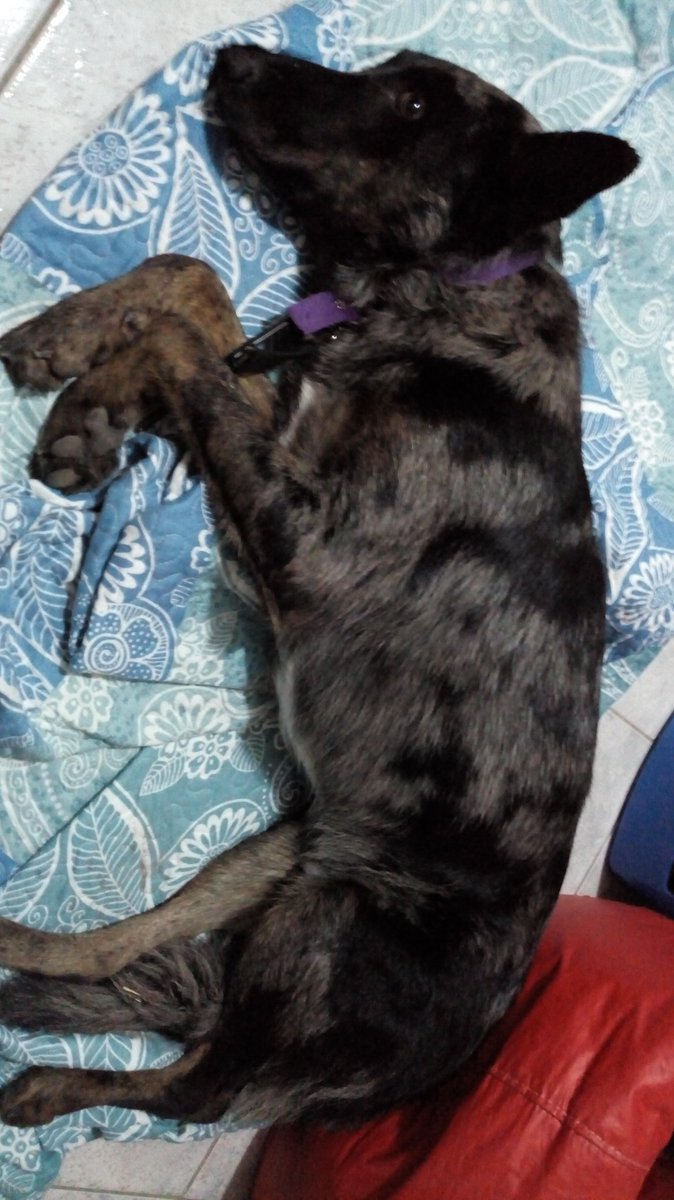FloorWeis's tweet photo. General Roca - La "dueña" ya no lo quiere porque rompe cosas, como todo perro de un año. Y yo no hay nada que quiera más que cambiarle esa cara de tristeza. Esta transitoriamente en su casa, pero se merece que lo amen incondicionalmente.
Está castrado. ADOPCIÓN RESPONSABLE https://t.co/VdZJd8lB7A