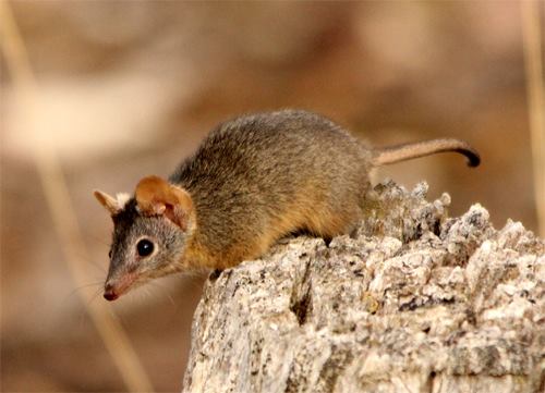LFW_SouthEast's tweet image. YAN e-news  May 2018 - In search of the Yellow-footed #Antechinus, funding for Superb Parrot #habitatprotection, student discount for climate forum, upcoming events #Landcare #savingourspecies @LandcareAust @LandcareNSW @LachLandcare mailchi.mp/477bd3d62185/y…