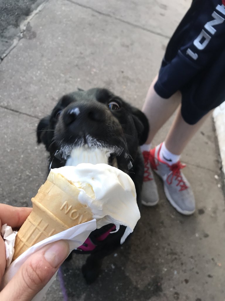 danielle_annee's tweet photo. goals: be as happy as Ivy eating her ice cream cone 🐶 https://t.co/RHn1z8AWUm