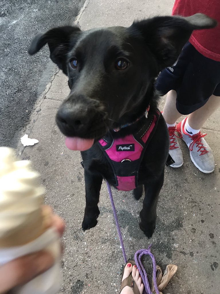 danielle_annee's tweet photo. goals: be as happy as Ivy eating her ice cream cone 🐶 https://t.co/RHn1z8AWUm