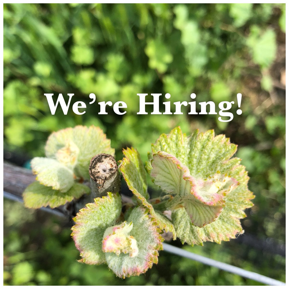 Do you like wine and want to learn more? Now is your chance to join the team at Carr Winery! We are a company that continues to grow and we’re looking for full and part time tasting room attendants. Apply here: bit.ly/CarrJobTR 

#winejob #Hospitality #santabarbarajob