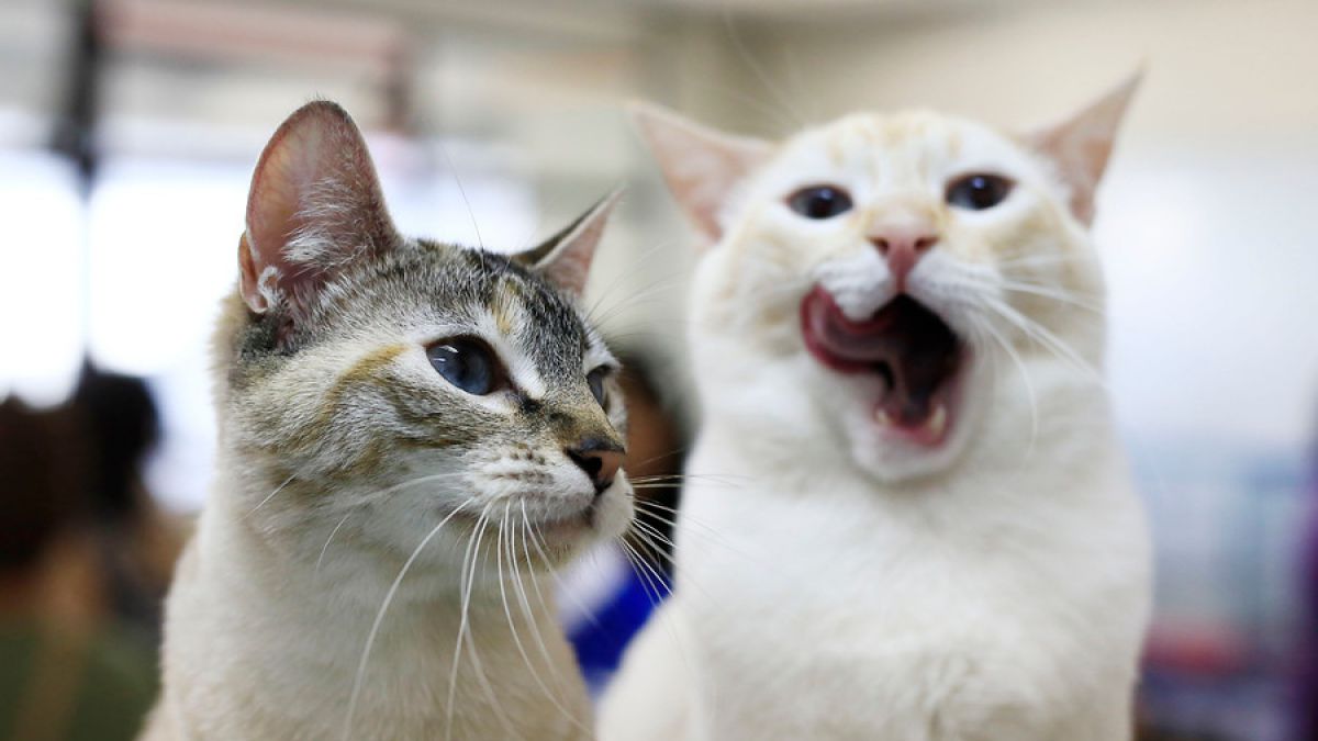 gatos #cm27abril ow.ly/eHE930jSBNv