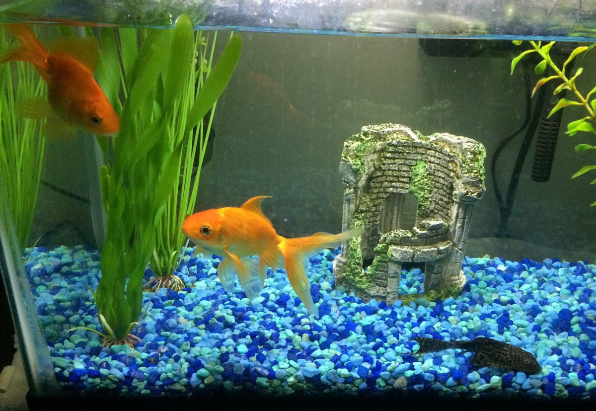 The Spring Book Fair needs your pet pictures! Can you guess who these staff pets belong to?🐰🐠🐶🐱Send your pics to hraudenbush@sacs.k12.in.us