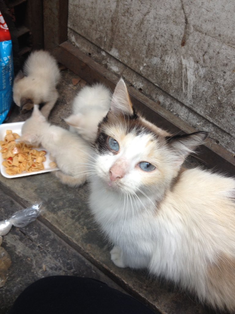 MASCOTASDECALLE's tweet photo. Queremos dar gracias a Dios, a quienes colaboran, infinitas gracias a las 4 familias que adoptaron. 
Todos estos pequeños ya tienen un hogar. 5 menos en calle 🐾❤️😻 https://t.co/ba2wMQ2U2y