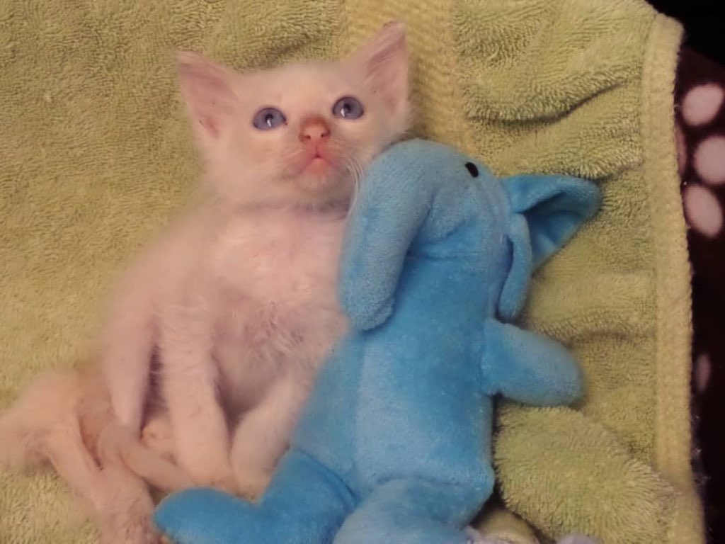 MASCOTASDECALLE's tweet photo. Queremos dar gracias a Dios, a quienes colaboran, infinitas gracias a las 4 familias que adoptaron. 
Todos estos pequeños ya tienen un hogar. 5 menos en calle 🐾❤️😻 https://t.co/ba2wMQ2U2y
