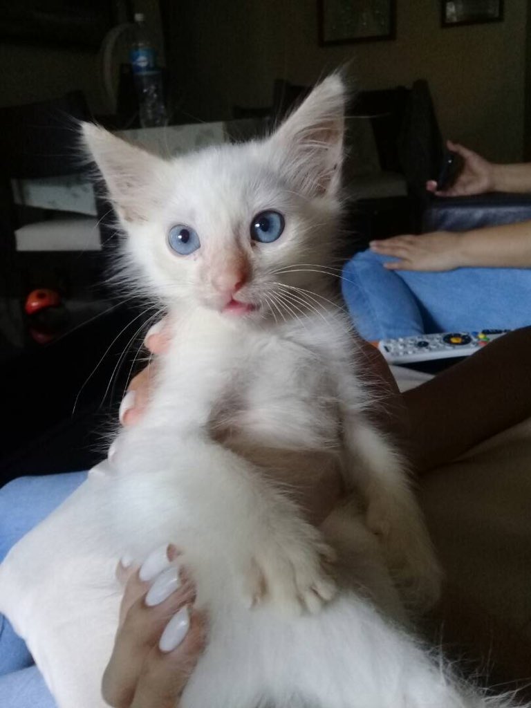MASCOTASDECALLE's tweet photo. Queremos dar gracias a Dios, a quienes colaboran, infinitas gracias a las 4 familias que adoptaron. 
Todos estos pequeños ya tienen un hogar. 5 menos en calle 🐾❤️😻 https://t.co/ba2wMQ2U2y