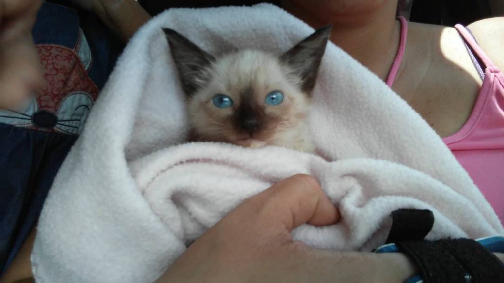 MASCOTASDECALLE's tweet photo. Queremos dar gracias a Dios, a quienes colaboran, infinitas gracias a las 4 familias que adoptaron. 
Todos estos pequeños ya tienen un hogar. 5 menos en calle 🐾❤️😻 https://t.co/ba2wMQ2U2y