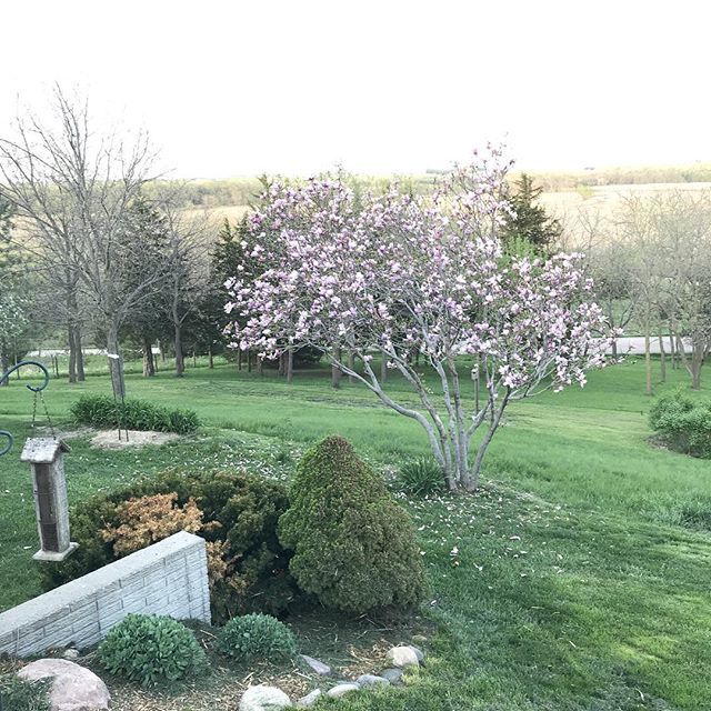 AScottFlynn's tweet photo. Magnolia tree finally bloomed, better late than never never #2018 #FlynnFarmFresh https://t.co/5RlDKz8URr https://t.co/OdP6qe39YS
