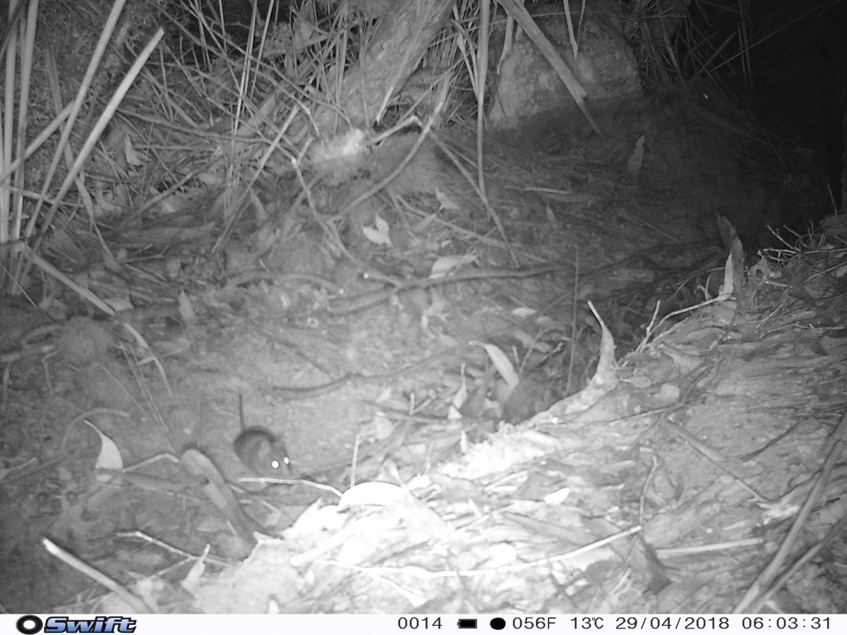 Heidi Groffen tweet media