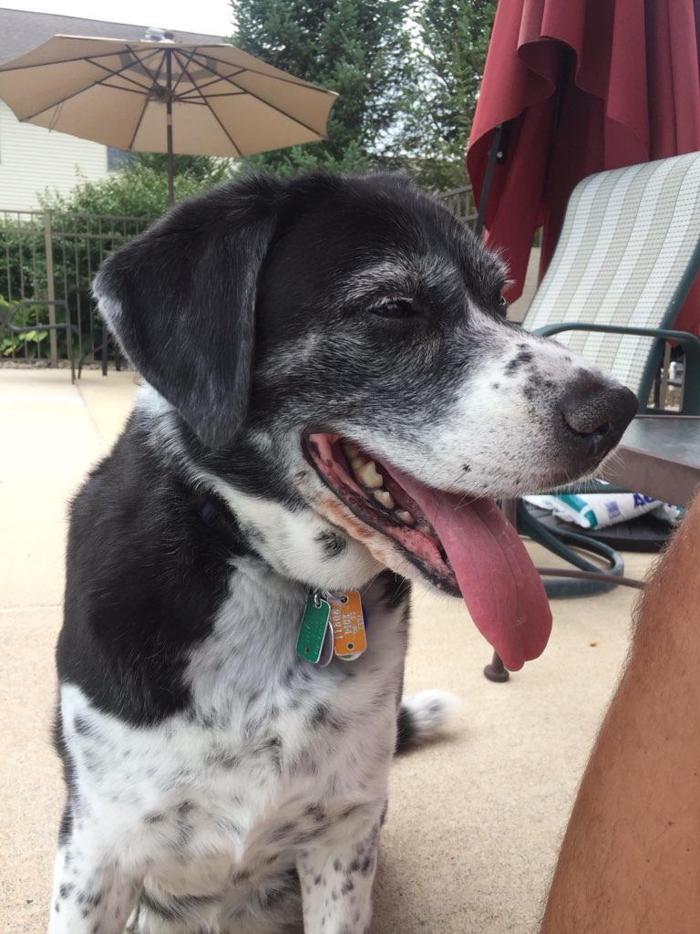 idk_idk____'s tweet photo. @FBE And lacey, A.K.A. Dog with Big Brain, or Apple Head, or Moo Moo. https://t.co/YqEqP5JhkG
