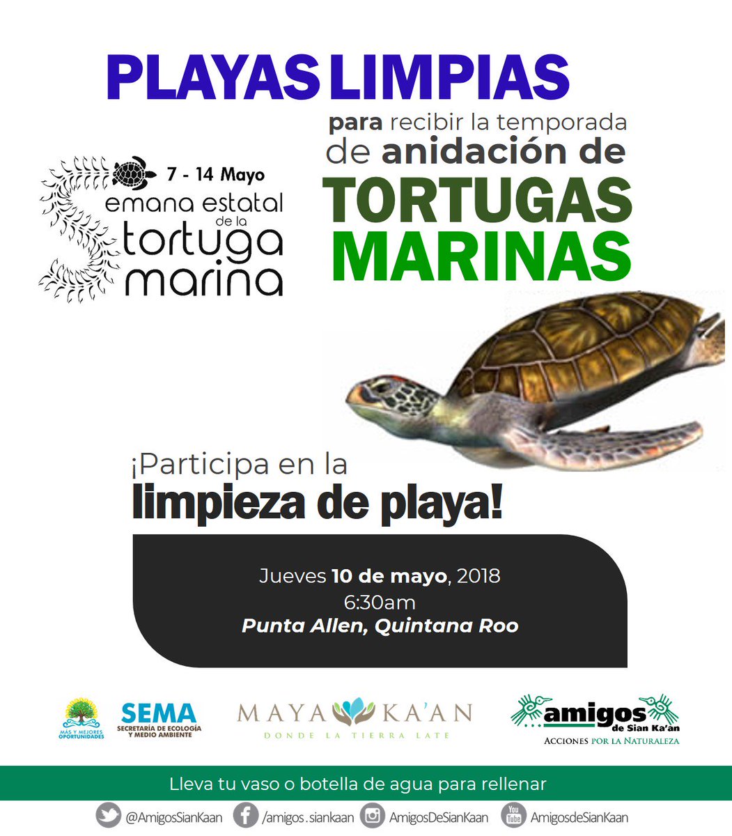 AmigosSianKaan's tweet image. Estamos buscando voluntarios para participar en la limpieza de playas y preparar uno de los muchos sitios a donde llegarán miles de tortugas marinas a desovar este año. ¡Se parte de estas #accionesporlanaturaleza! @semaqroo @MayaKaanTravel 

contacto@amigosdesiankaan.org