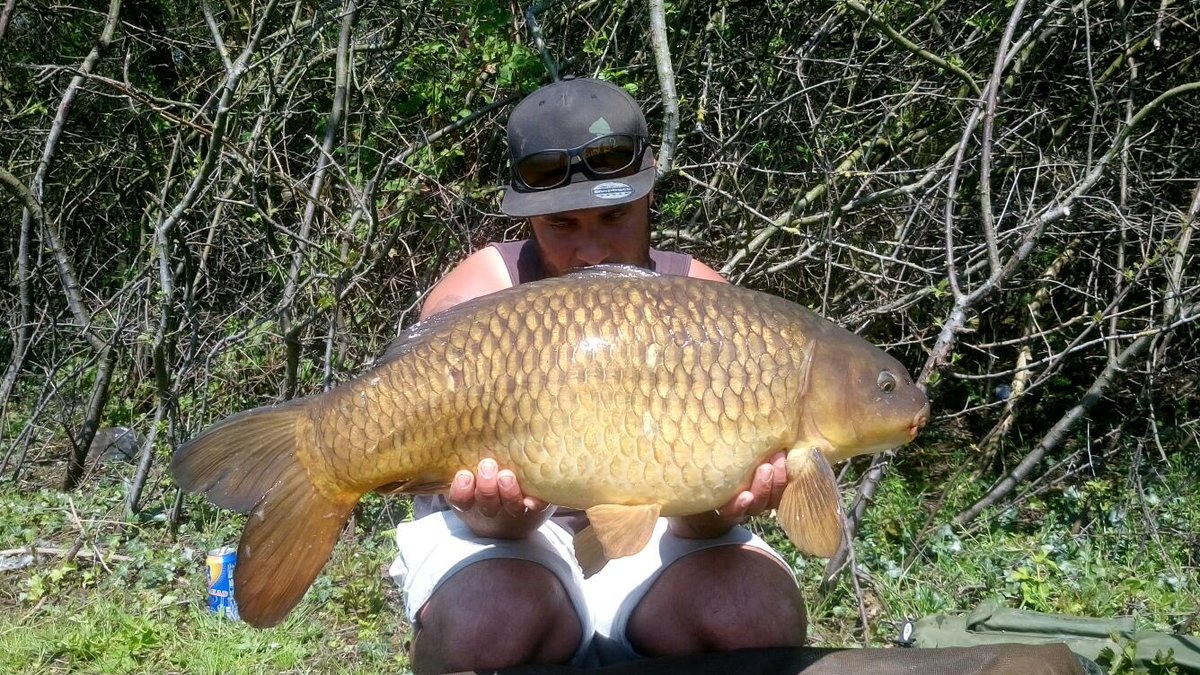 Leads_2_Go's tweet photo. Managed these over the weeknd, all caught on adjustable zigs in 56ft of water using bug imposterz. #carpfishing #fishing #leads2go #L2G #imposterz https://t.co/1i1srrgCuf