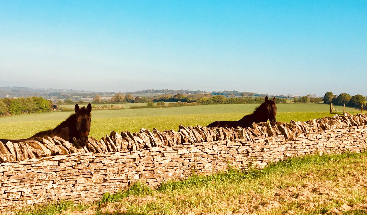 EJBishopRacing's tweet image. Glance Back (Percy) &amp;amp; Arquebusier (Archie) enjoying holiday time #sunshine #takingiteasy